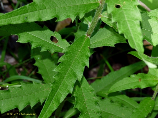 {Silphium asteriscus}